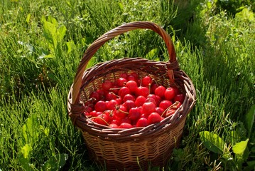 Panier rempli de cerises.