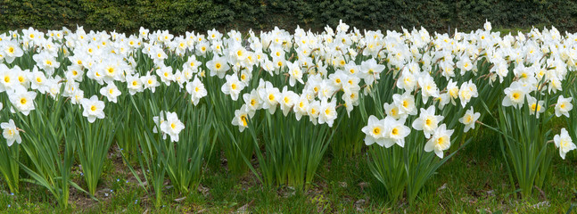 Viele blühende Osterglocken - Panorama 