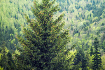 Fototapeta na wymiar tree spruce forest