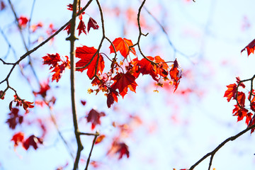 maple leaves
