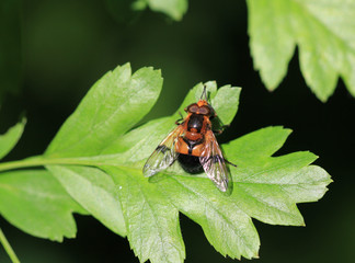 Муха сидящая на листьях в лесу 