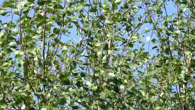 birkenbl&auml;tter rascheln im wind vor blauem himmel
