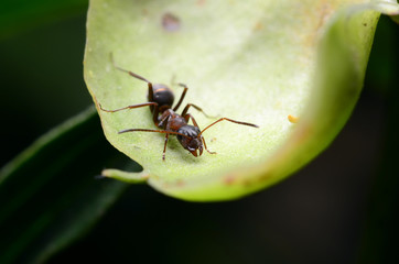 Ant in search of food