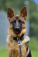 german shepherd puppy