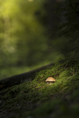 Lonely shroom in the forest.