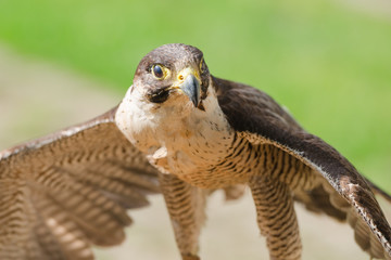 Small but fast predator bird falcon or hawk