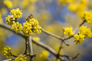 Bee sitting on the flower in blossom.