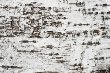 birch tree bark