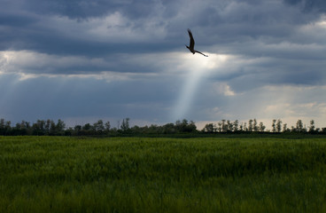 A beautiful bird with a yellow rim of his eyes on a lifeless plot of land