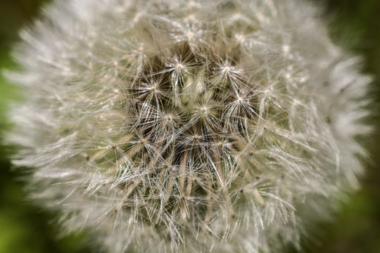 Beautiful dandelion close-up. 