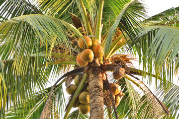 Coconut tree,Old coconut on bunch