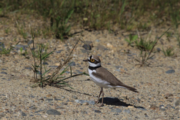 A beautiful bird with a yellow rim of his eyes inspecting the grass in search of prey