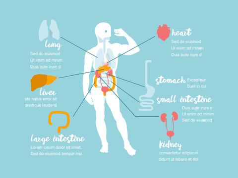 illustration vector info graphic showing anatomy of human body, anatomy info graphic design concept