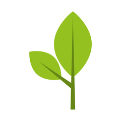 leaf plant isolated icon vector illustration design