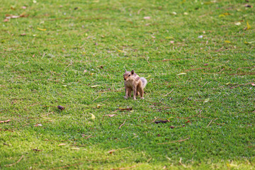 grass and squirrel for background