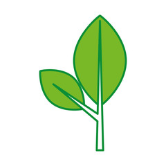 leaf plant isolated icon vector illustration design