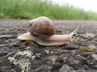 Weinbergschnecke