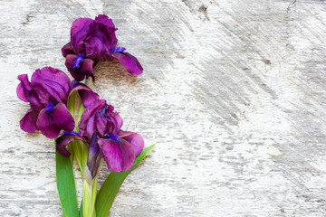 purple iris flowers over white wooden background