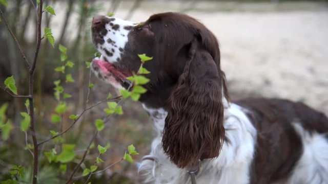 Puppy dog springer spaniel closeup looks around