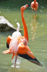 Caribbean flamingos