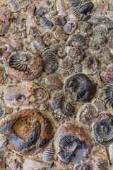 Museo Del Fosil fossil Museum near Villa de Leyva Boyaca in Colombia South America © snaptitude