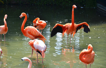 Caribbean flamingos