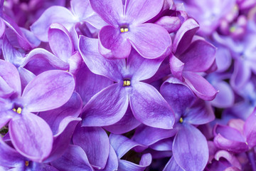 spring lilac violet flowers texture. abstract soft floral background.
