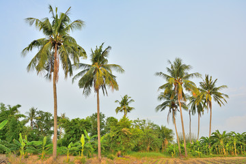 Fototapeta na wymiar Coconut tree natural landscape in garden.