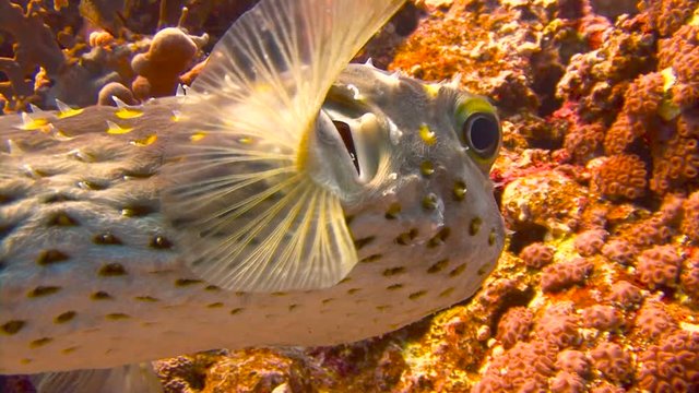 Рыба Фугу. Дайвинг в Красном море близ Египта.