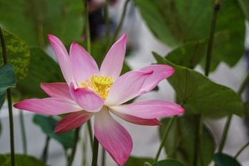 Fototapeta premium Lotus