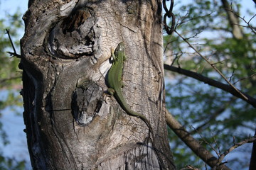 A lizard on a tree is warmed by the sun