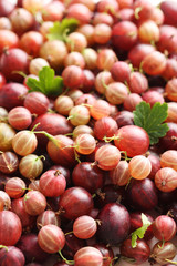 Ripe and sweet gooseberries fruit background