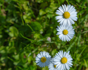 Margeriten - Sommerblume im Garten