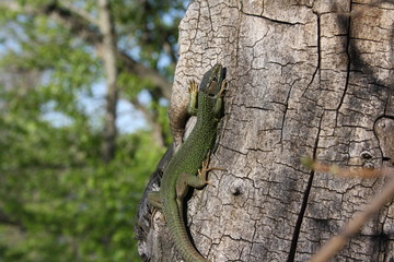 Naklejka na ściany i meble A magnificent lizard on a tree is warmed by the sun