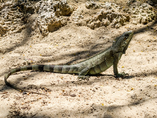 Iguane sur le sable en Guadeloupe