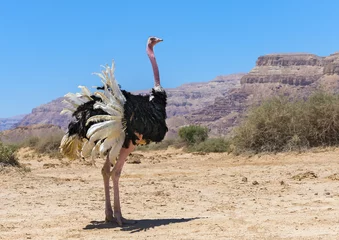 Peel and stick wall murals Ostrich Male of African ostrich (Struthio camelus) in nature reserve near Eilat, Israel