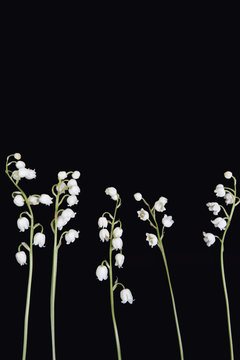 Lilly of the valley flowers on black background