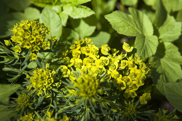Hare's Ear (Bupleurum ranunculoides), blooming