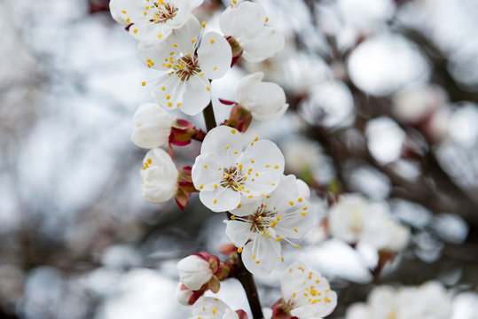 Blossoming spring tree of cherry. Season of cherry blossom.