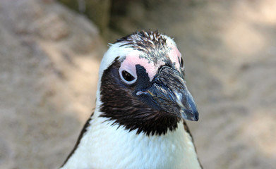 jackass penguin looking curious, close-up