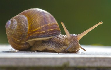 snail on green blur background