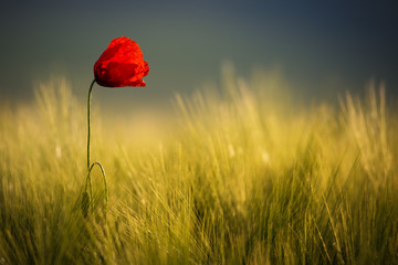 Naklejka premium Wild Red Poppy, Shot With A Shallow Depth Of Focus, On A Yellow Wheat Field In The Sun. Lonely Red Poppy Close-Up Among Wheat. Picturesque Wild Poppy Flower. Single Wild Poppy Flower