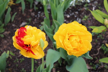  Two yellow tulips