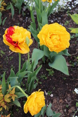Obraz na płótnie Canvas Two yellow tulips
