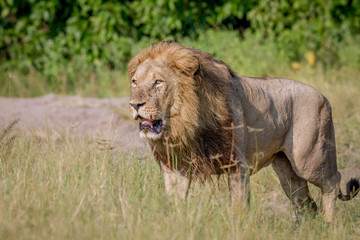 Big male Lion walking in the high grass.