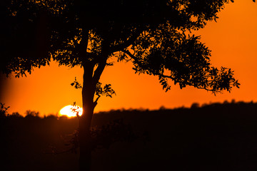 Early morning sunrise near Kruger Park in South Africa on a game drive.  The sun was reaching the horizon at this monent.