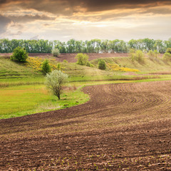 Fototapeta na wymiar Beautiful spring Ukrainian landscape with a curved arch field and fresh juicy green grass. Sprouted sprouts. Planting of wheat. The agrarian industry.