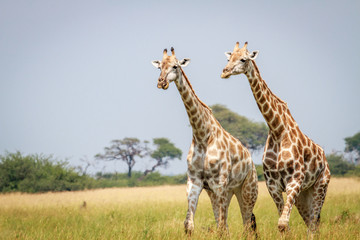 Naklejka na ściany i meble Two Giraffes standing in the grass.
