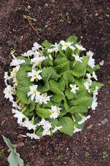  Primrose on the flower bed