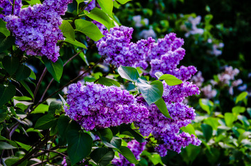 A beautiful bunch of blooms lilac flowers with some green leafs. Lilac flowers in the garden